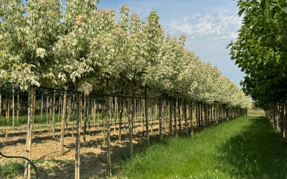 acer negundo "flamingo"